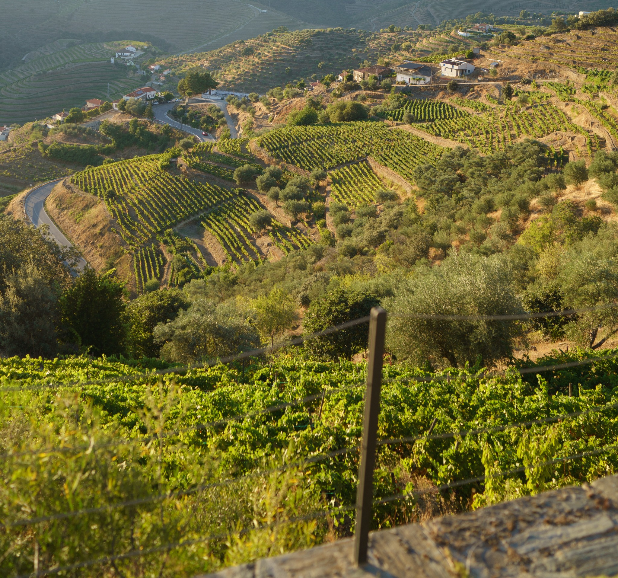 Douro Valley Vineyards